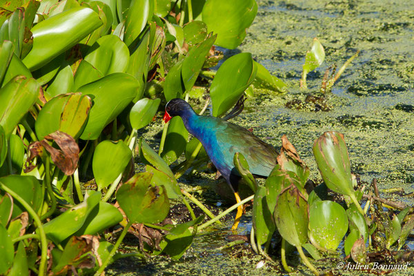 Talève violacée – Porphyrio martinicus (Linnaeus, 1766), (lac Marie-Claire, Kourou (973), France, le 04/12/2016)