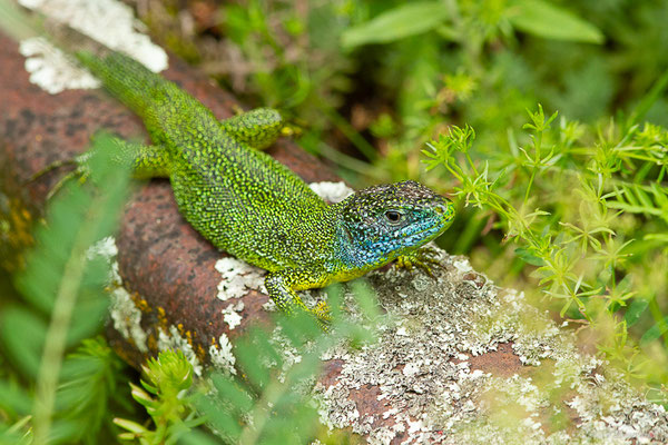 Lézard à deux raies — Lacerta bilineata Daudin, 1802, (Urdos (64), France, le 26/06/2023)