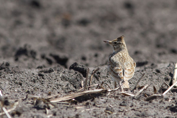 Cochevis huppé — Galerida cristata (Linnaeus, 1758), (Beylongue (40), France, le 19/04/2025)