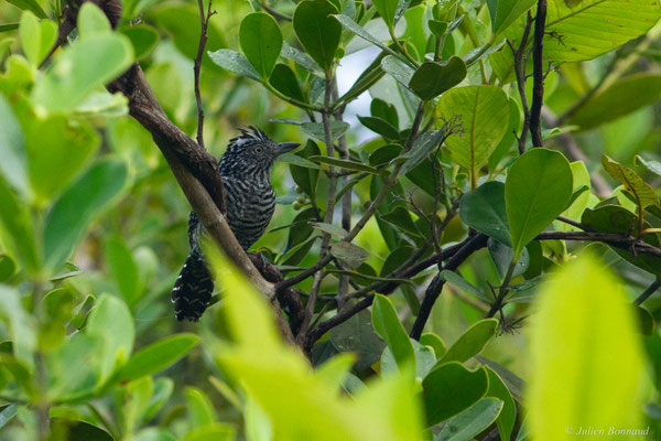 Batara rayé — Thamnophilus doliatus (Linnaeus, 1764), (mâle adulte), (Lac de Petit-Saut, Sinnamary, Guyane, le 04/08/2016)