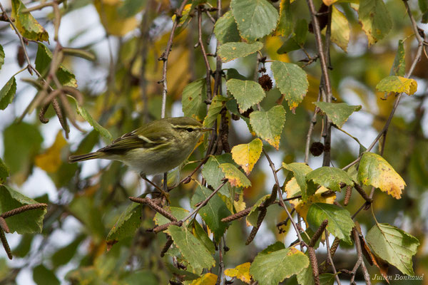 Pouillot à grands sourcils (Phylloscopus inornatus) (Hélioparc, Pau (64), France, le 18/12/2018)