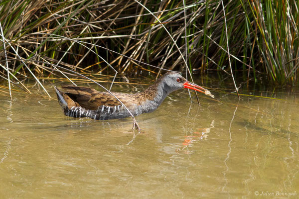 Râle d'eau — Rallus aquaticus Linnaeus, 1758, (réserve ornithologique du Teich (33), France, le 23/05/2021)