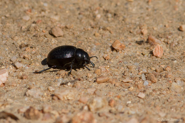 (Pimelia payraudi) (L'Île-Rousse (2B), France, le 05/09/2019)