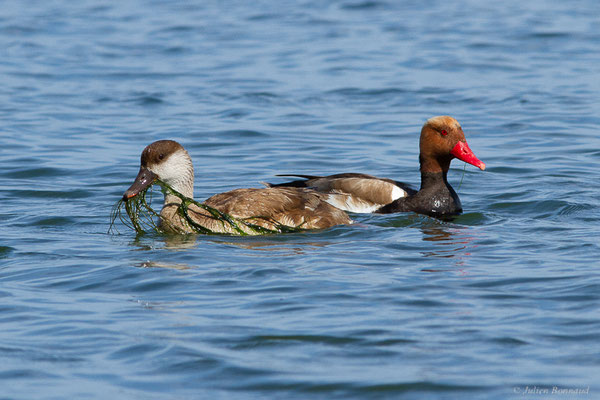 Nette rousse — Netta rufina (Pallas, 1773), (Parc Naturel du Delta de l'Ebre (Catalogne), Espagne, le 05/06/2022)
