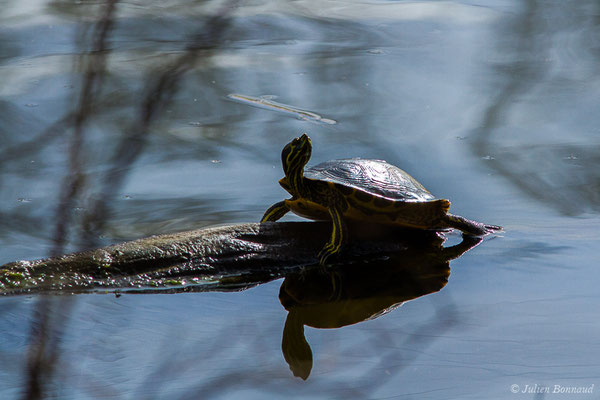 Trachémyde à tempes rouges ou Tortue de Floride — Trachemys scripta elegans (Wied, 1839), (Parque Ecológico de Plaiaundi, Irun (20), Espagne, le 20/03/2019)