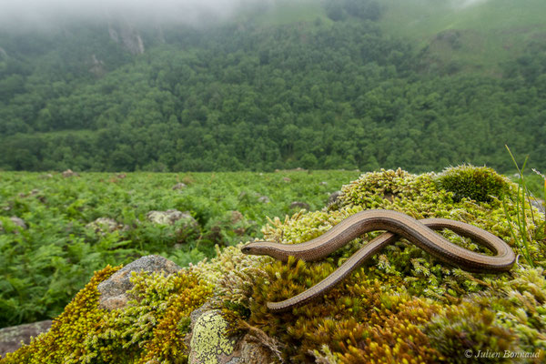 Orvet fragile — Anguis fragilis (Linnaeus, 1758)