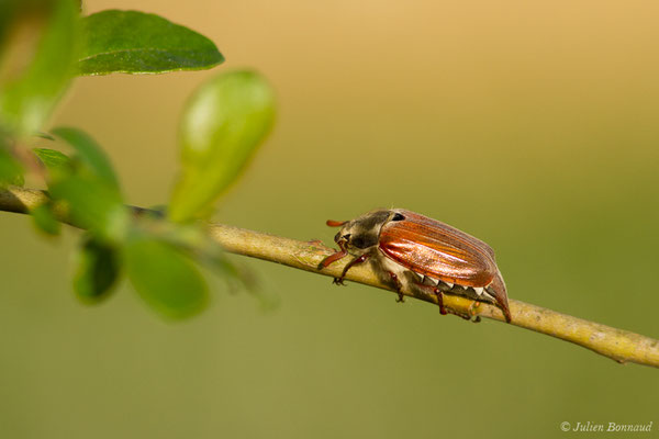 hanneton commun (Melontha melolontha) (Ger (64), France, le 18/04/2018)