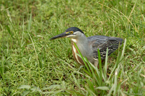 Héron strié — Butorides striata (Linnaeus, 1758), (adulte), (Montsinéry, Guyane, le 09/07/2017)