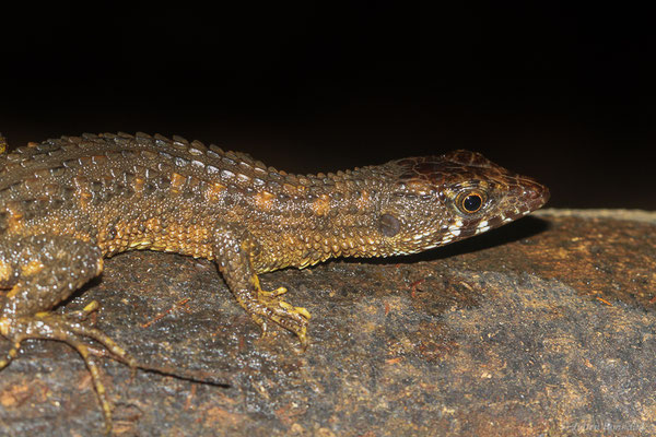 Neusticure du Suriname — Neusticurus surinamensis L. Müller, 1924, (Crique Gervais, Guyane, le 17/03/2016)