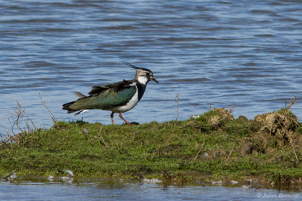 Vanneau huppé — Vanellus vanellus (Linnaeus, 1758), (Réserve ornithologique du Teich (33), France, le 15/02/2021)