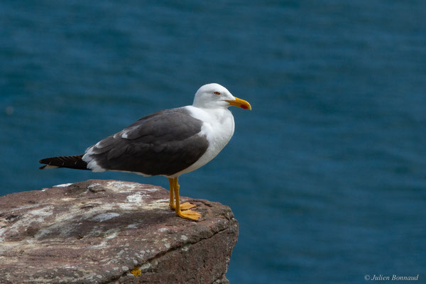 Goéland brun — Larus fuscus Linnaeus, 1758, (Cap Fréhel, Plévenon (22), France, le 06/07/2021)