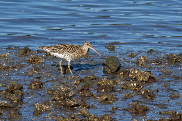 Courlis cendré — Numenius arquata (Linnaeus, 1758), (Parc écologique de Plaiaundi, Irun (Pays basque), Espagne, le 12/11/2022)