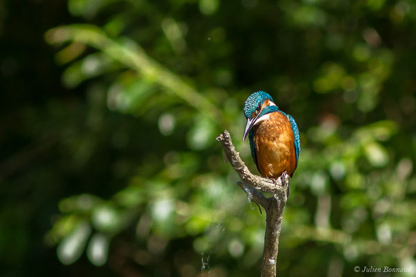 Martin-pêcheur d'Europe (Alcedo atthis) (Duhort-Bachen (40), France, le 18/06/2019)