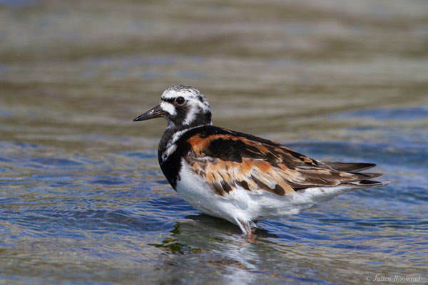 Tournepierre à collier — Arenaria interpres (Linnaeus, 1758), (Anglet (64), France, le 10/08/2024)