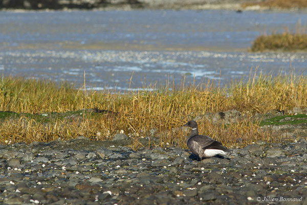 Bernache cravant — Branta bernicla (Linnaeus, 1758), (Baie de Saint-Brieuc, Hillion (22), France, le 11/01/2018)