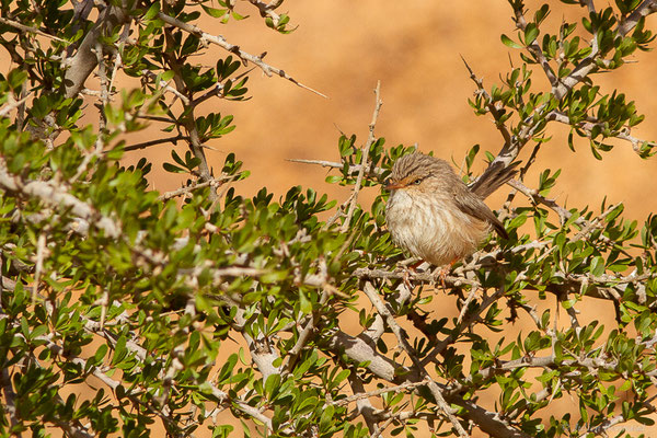 Dromoïque du désert — Scotocerca inquieta Fregin, Haase, Olsson & Alström, 2012, (Tafraoute, (Souss-Massa), Maroc, le 04/02/2023)