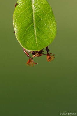 hanneton commun (Melontha melolontha) (Ger (64), France, le 18/04/2018)