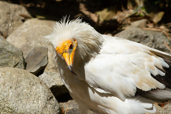 Vautour percnoptère — Neophron percnopterus (Linnaeus, 1758), (adulte) (Par animalier des Pyrénées, Argelès-Gazost (65), France, le 18/09/2022)