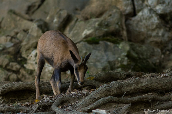 Isard – Rupicapra pyrenaica (Hermann, 1780), (Parc animalier des pyrénées, Argelès-Gazost (65), France, le 03/10/2017)