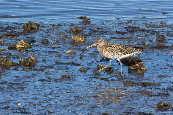 Courlis cendré — Numenius arquata (Linnaeus, 1758), (Parc écologique de Plaiaundi, Irun (Pays basque), Espagne, le 12/11/2022)