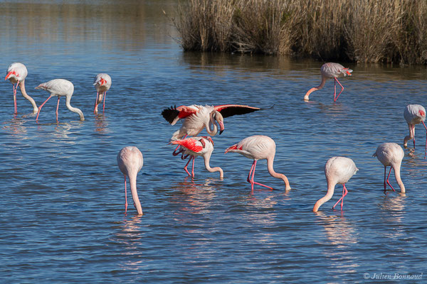 Flamant rose – Phoenicopterus roseus Pallas, 1811, (Parc ornithologique de Pont de Gau (13), France, le 20/02/2020)