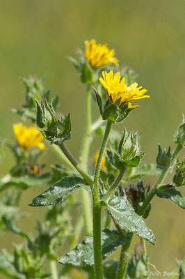 Picride fausse vipérine — Helminthotheca echioides (L.) Holub, 1973, (Ibos (65), France, le 09/06/2020)