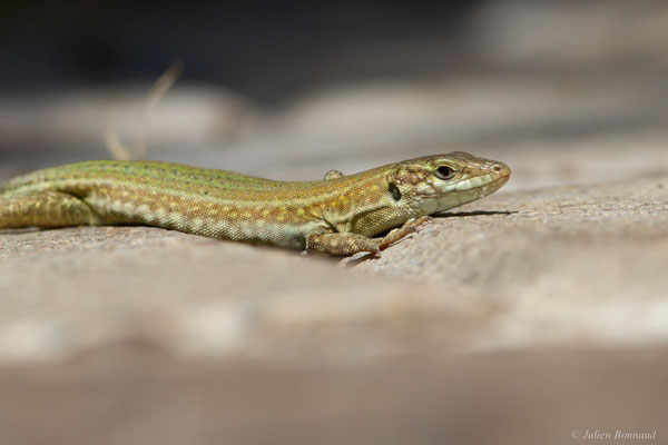 Lézard des Pityuses — Podarcis pityusensis (Boscá, 1883)
