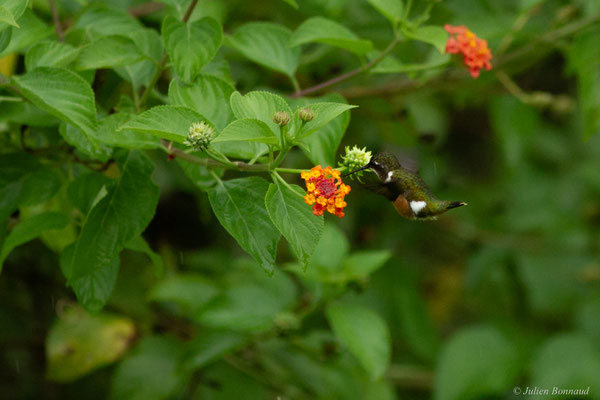 Colibri améthyste — Calliphlox amethystina (Boddaert, 1783), (Cayenne, Guyane, le 04/07/2016)