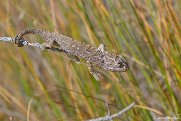 Caméléon commun — Chamaeleo chamaeleon (Linnaeus, 1758), (Ria Formosa (Faro), (Algarve), Portugal, le 01/09/2018)