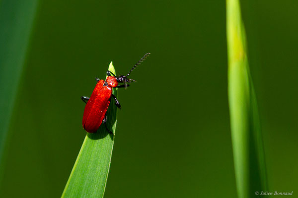 Cardinal à tête noire — Pyrochroa coccinea (Linnaeus, 1761), (Lons (64), France, le 09/05/2022)