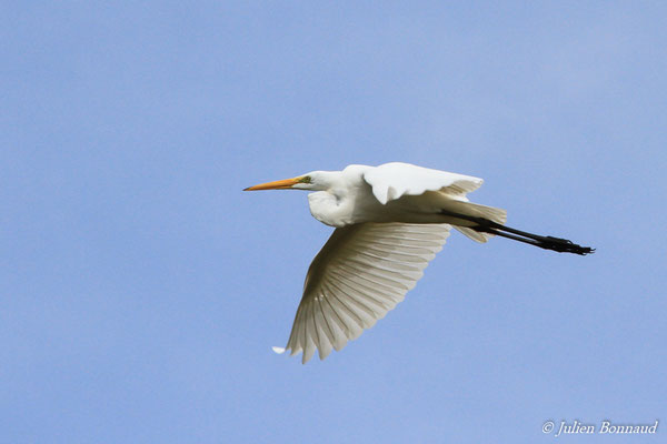 Grande Aigrette — Ardea alba Linnaeus, (Matiti, Guyane, le 15/04/2016)