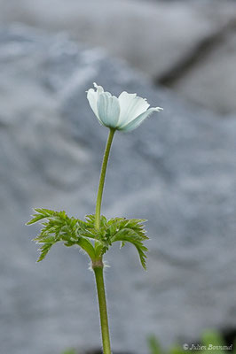 Pulsatille des Alpes — Pulsatilla alpina (L.) Delarbre, 1800