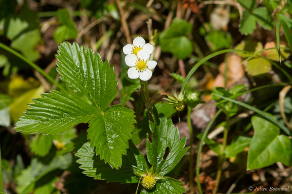 Fraisier sauvage, Fraisier des bois — Fragaria vesca L., 1753, (Oloron-Sainte-Marie (64), France, le 21/04/2021)