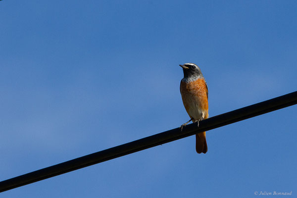 Rougequeue à front blanc — Phoenicurus phoenicurus (Linnaeus, 1758)