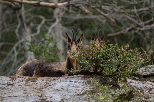 Isard – Rupicapra pyrenaica (Hermann, 1780), (Parc faunistique Lacuniacha, Huesca, Espagne, le 09/02/2020)