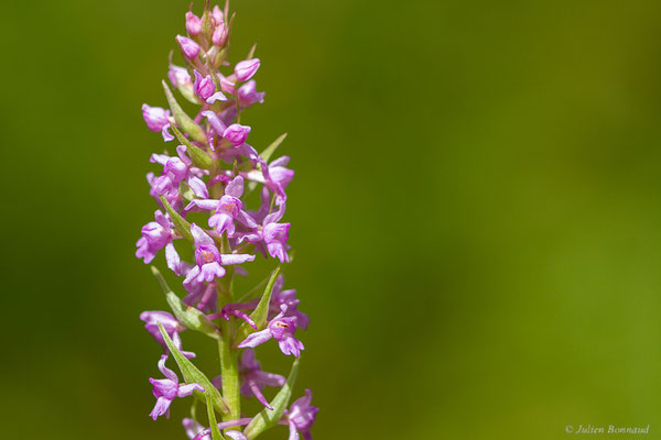 Gymnadénie moucheron, Orchis moucheron, Orchis moustique — Gymnadenia conopsea (L.) R.Br., 1813