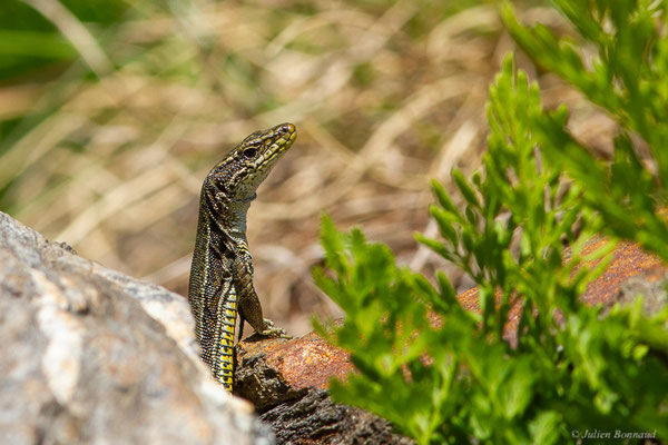 Lézard d'Aurelio — Iberalacerta aurelioi (Arribas, 1994)