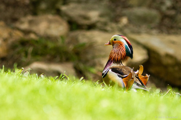 Canard mandarin — Aix galericulata (Linnaeus, 1758), (mâle), (Parc animalier de Nahuques, Mont-de-Marsan (40), France, le 19/05/2023)