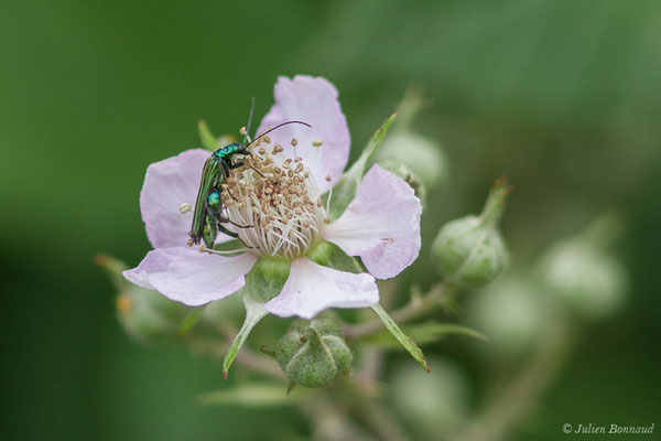 Cycliste maillot-vert ou Cycliste émeraude ou Oedemère noble (Oedemera nobilis) (mâle) (Le Vignau (40), France, le 13/05/2020)