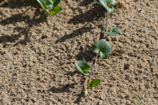 Liseron des dunes — Convolvulus soldanella L., 1753