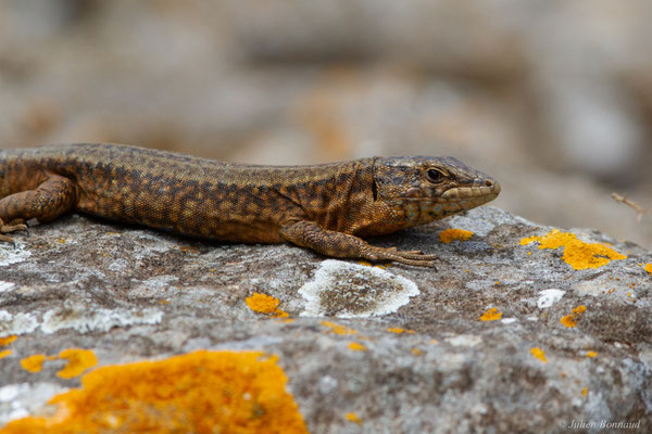 Lézard des Baléares — Podarcis lilfordi (Günther, 1874)