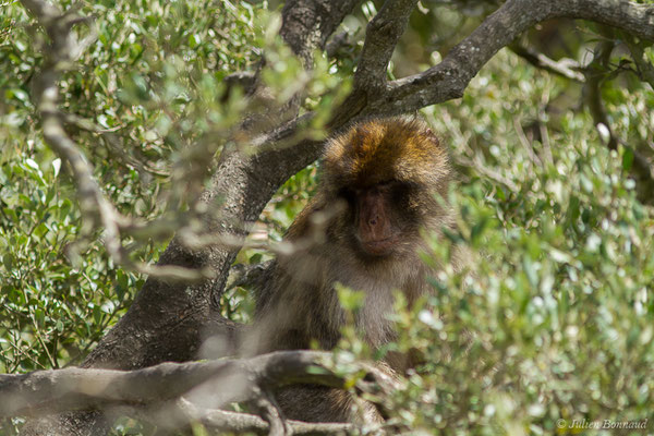 Magot, Macaque berbère, Macaque de Barbarie — Macaca sylvanus (Linnaeus, 1758)