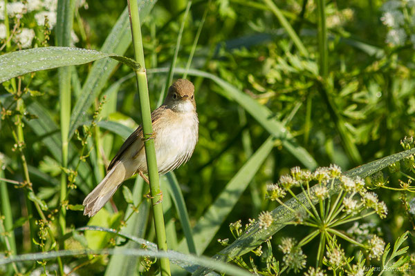 Rousserolle effarvatte — Acrocephalus scirpaceus (Hermann, 1804), (Urt (64), France, le 19/05/2020)