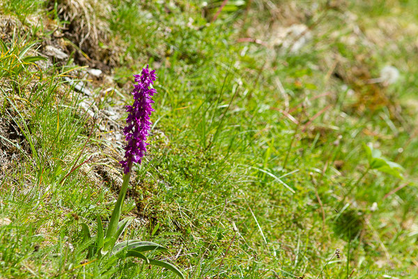 Orchis mâle — Orchis mascula (L.) L., 1755, (Station de ski de Gourette, Eaux Bonnes (65), France, le 17/05/2022)