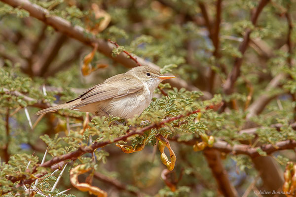 Hypolaïs obscure — Iduna opaca (Cabanis, 1850), (Msseyed (Guelmim-Oued Noun), Maroc, le 29/03/2024)