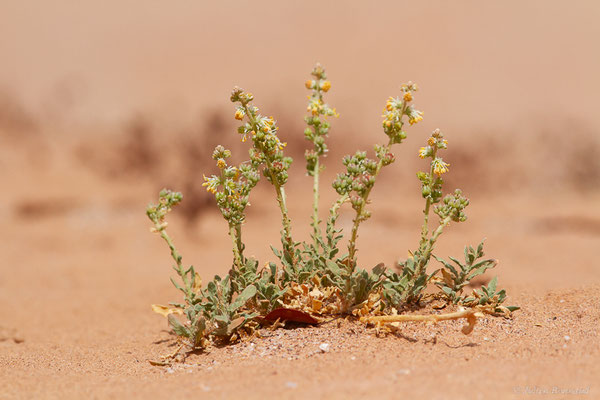 Caylusea hexagyna (Forssk.) M.L.Green, (Msseyed (Guelmim-Oued Noun), Maroc, le 29/03/2024)