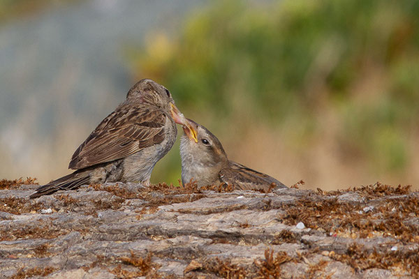 Moineau domestique — Passer domesticus (Linnaeus, 1758), (Anglet (64), France, le 10/08/2024)