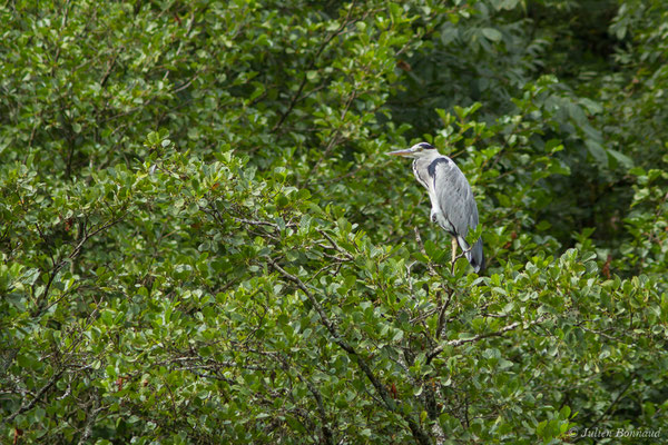Héron cendré — Ardea cinerea Linnaeus, 1758, (Lourdes (65), France, le 30/07/2018)