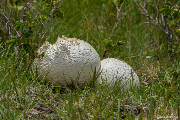 Vesse de loup ciselée — Calvatia utriformis (Bull.) Jaap, 1918, (Col du Pourtalet, Laruns (64), France, le 22/06/2019)