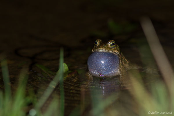 Crapaud calamite — Epidalea calamita (Laurenti, 1768)